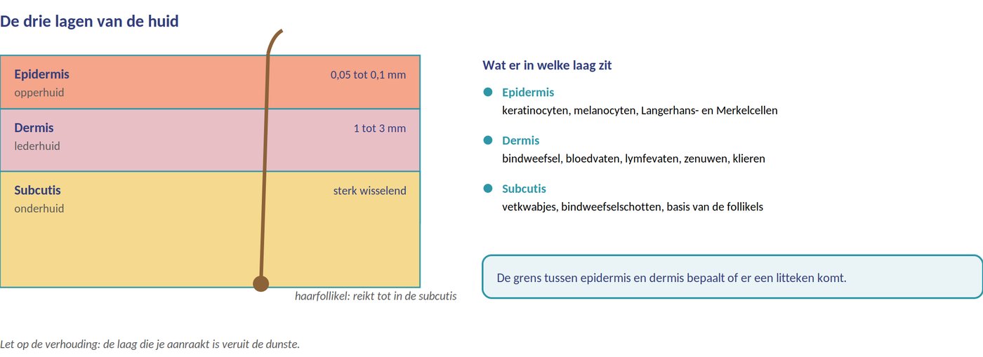 De drie lagen van de huid