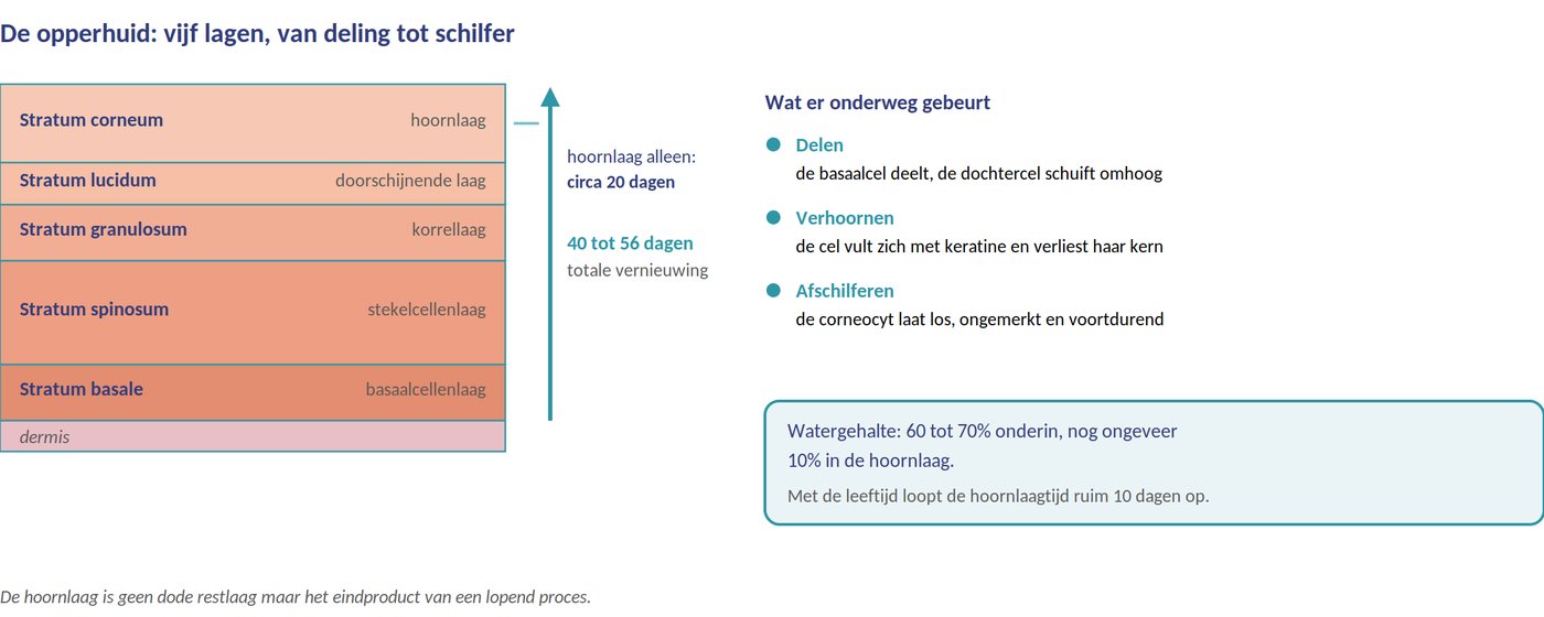 De vijf lagen van de opperhuid