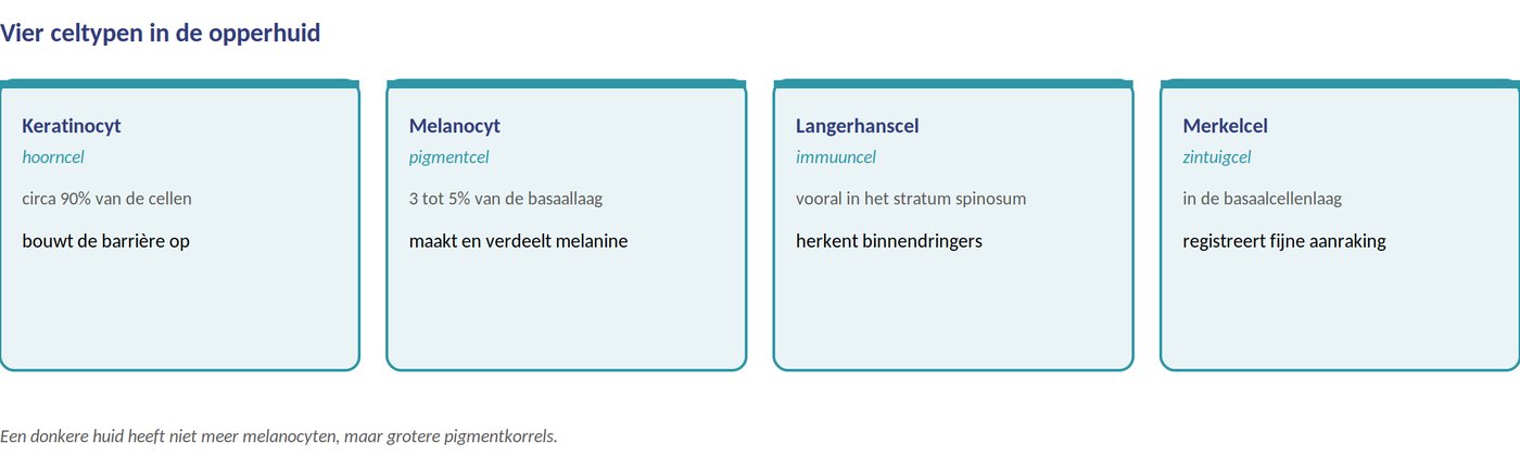 De vier celtypen