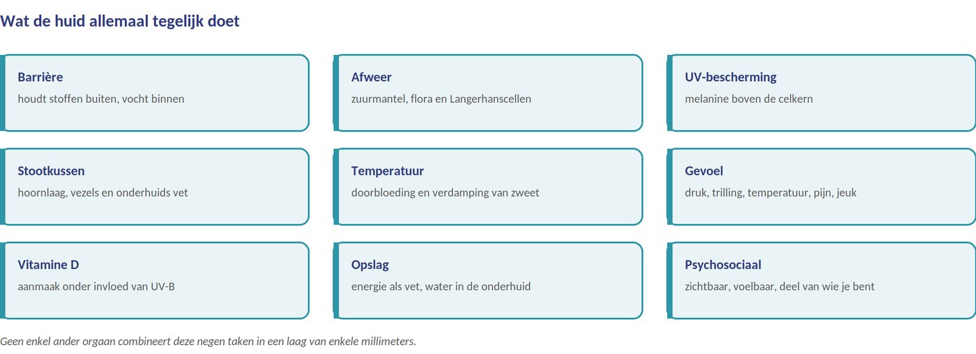 De functies van de huid